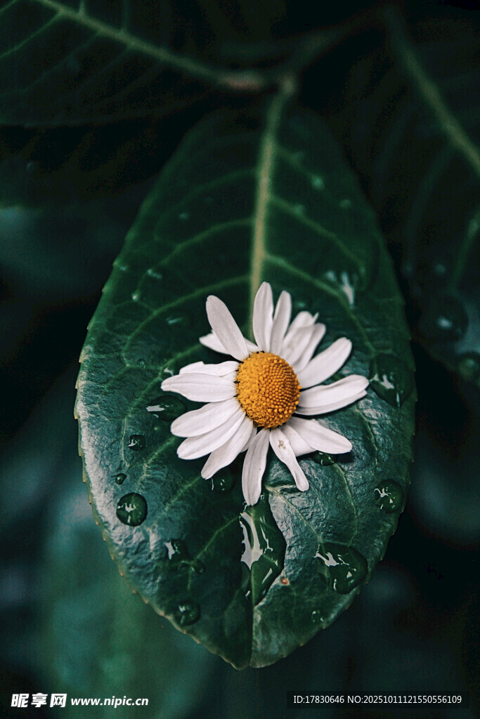 绿叶上的小白雏菊