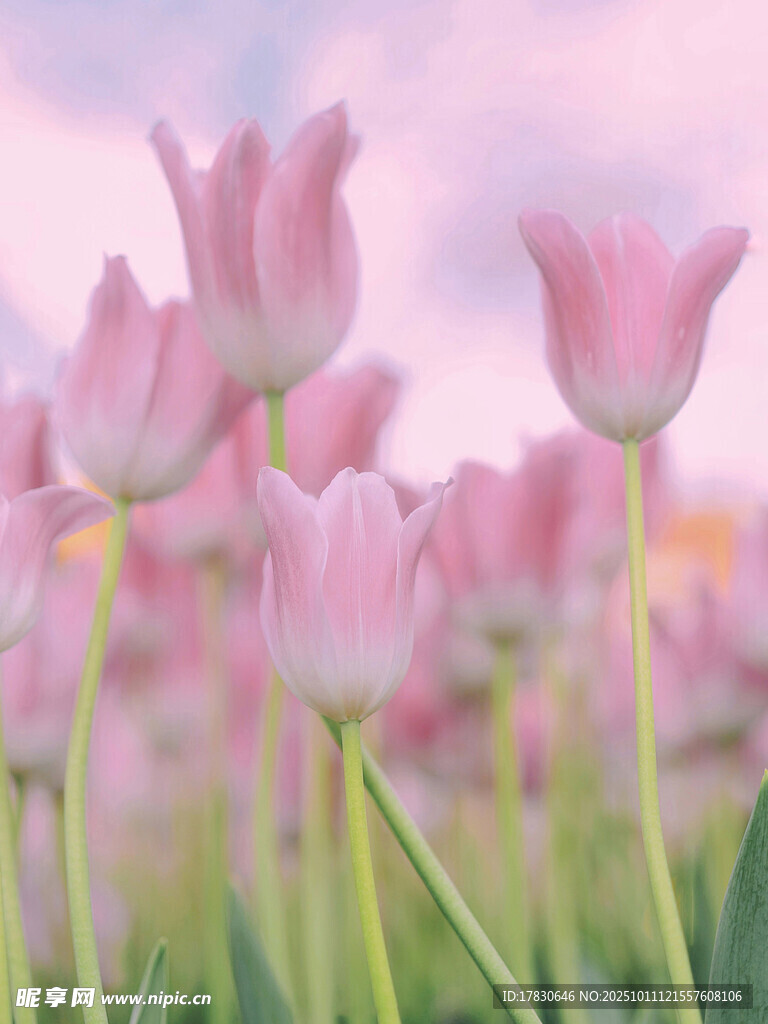 粉色郁金香花海美景