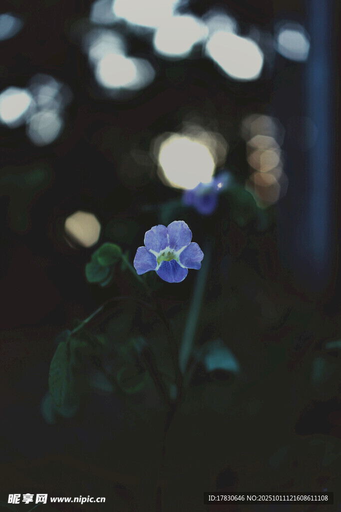 夜中蓝花绽放