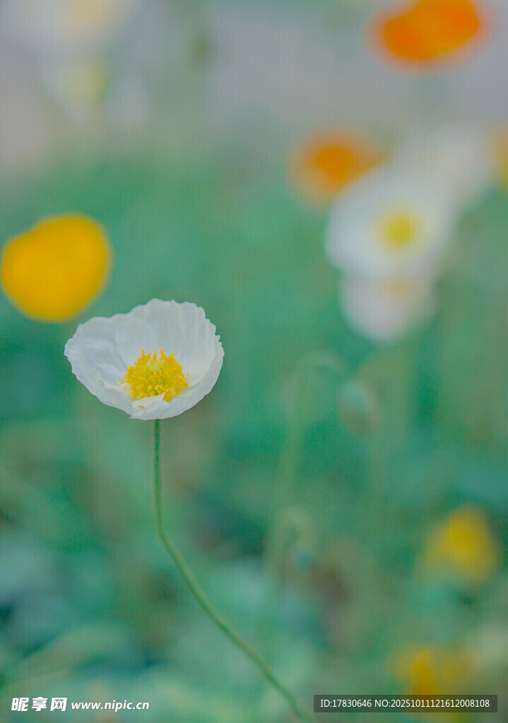 白色小花绽放于绿野间