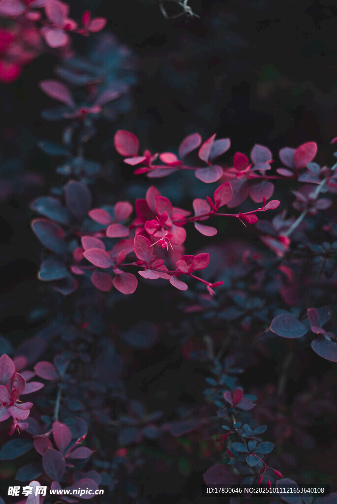 深红叶片植物特写