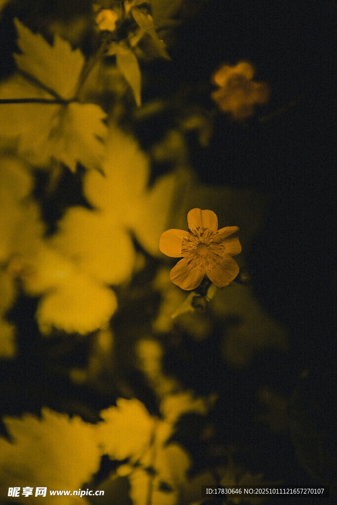 夜间绽放的美丽黄色小花