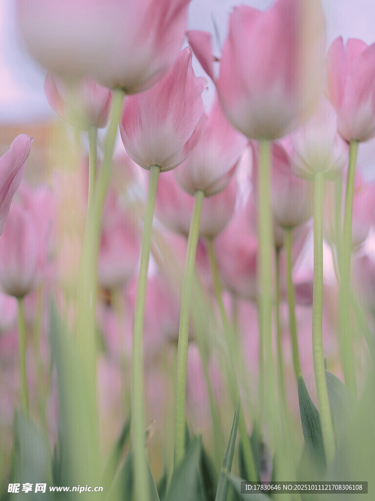 粉色郁金香花海