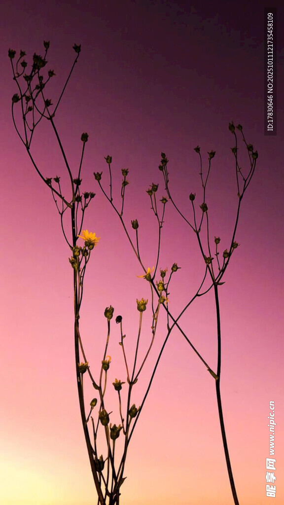 夕阳下的植物剪影