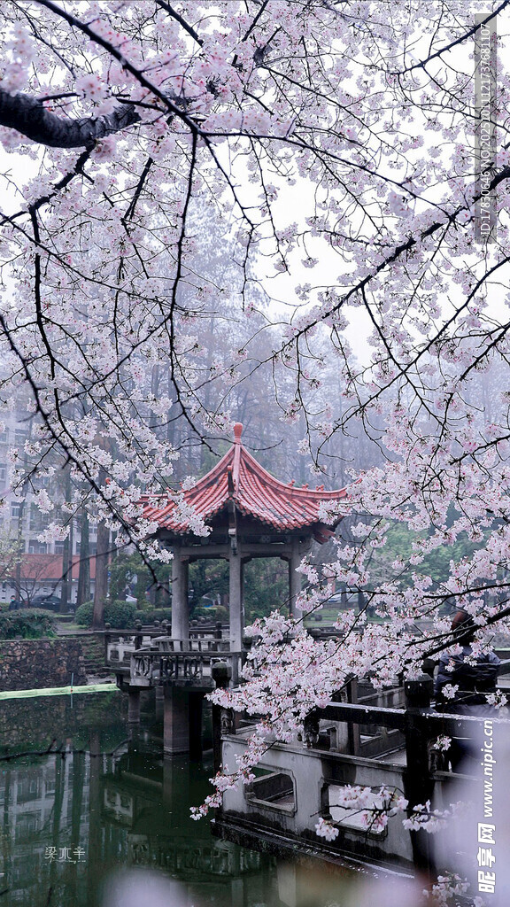 樱花树下的中式亭阁美景