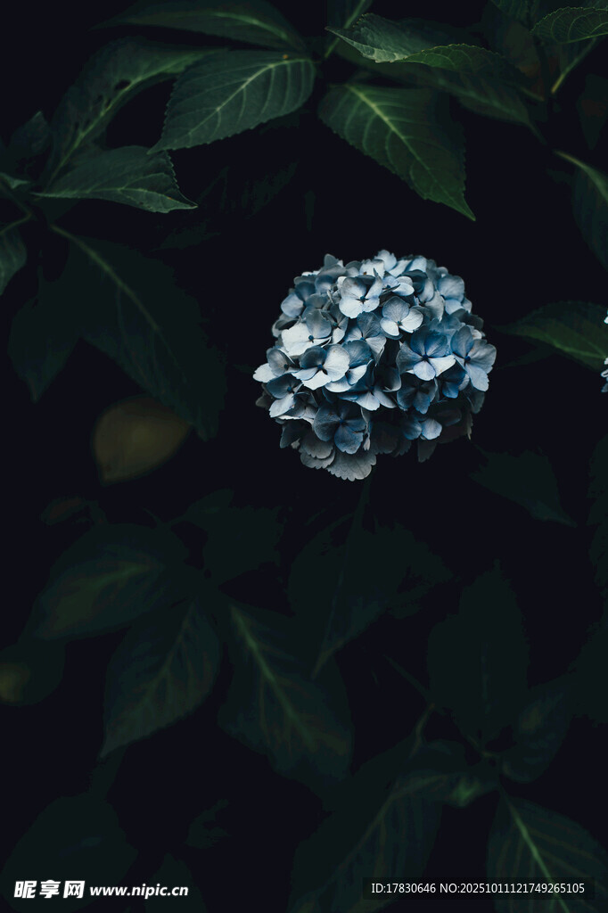 蓝绣球花隐于绿叶间