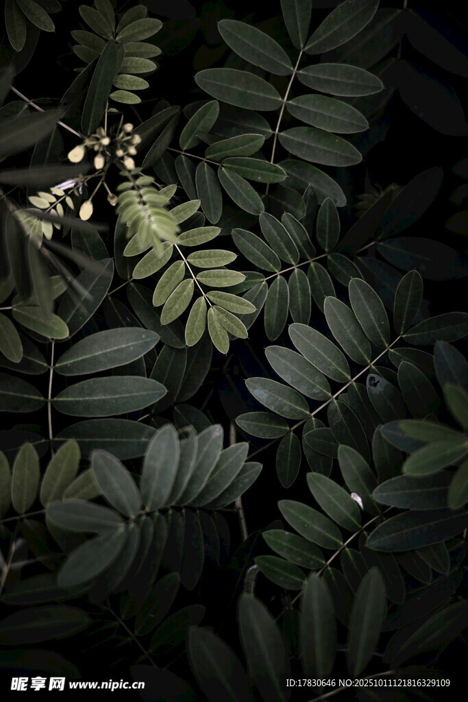 夜间的翠绿羽状复叶植物
