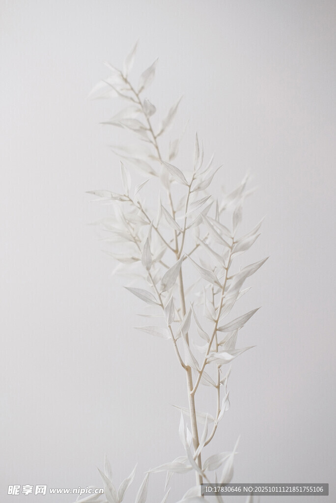 白色植物枝条特写