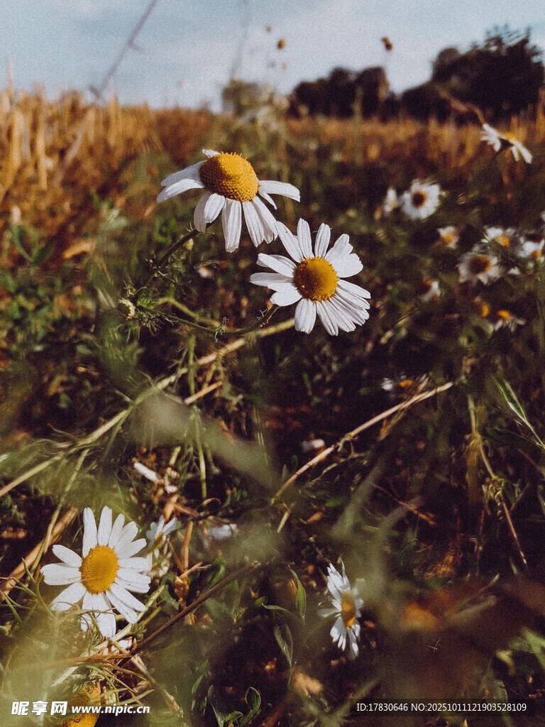 田野中的清新小雏菊
