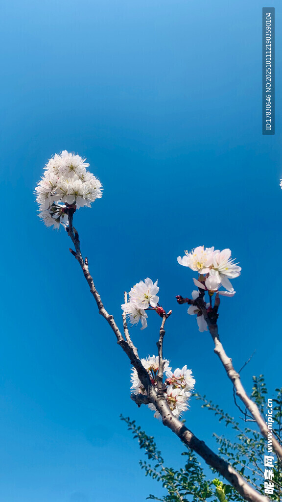 蓝天映衬下的素雅花枝