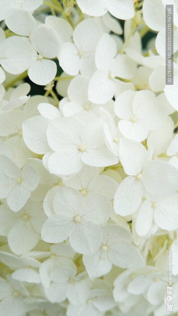 白色绣球花特写