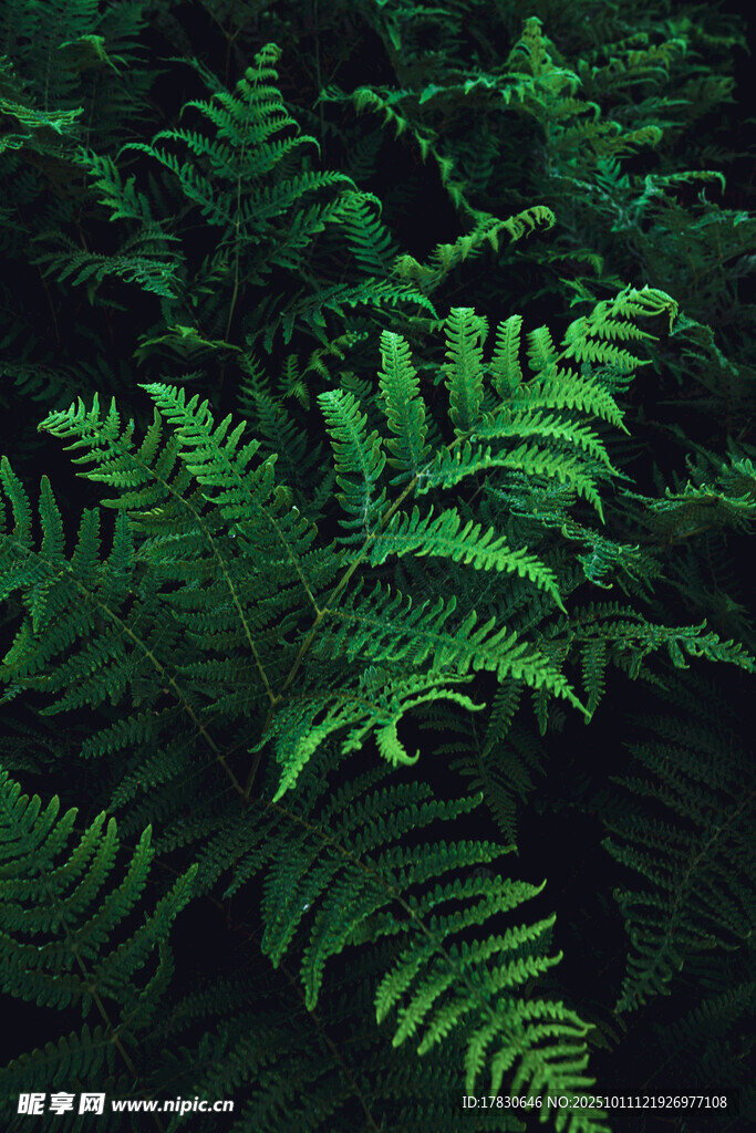 翠绿蕨类植物特写