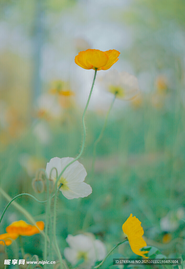 春日野花绽放美景