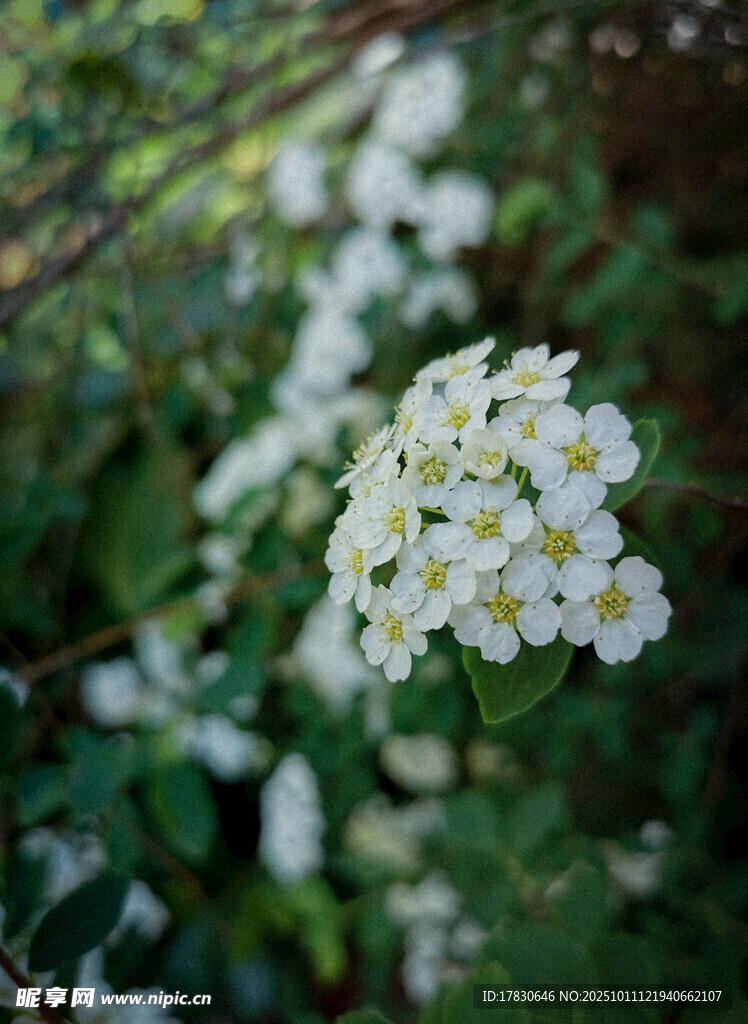 白色小花绽放于绿叶间