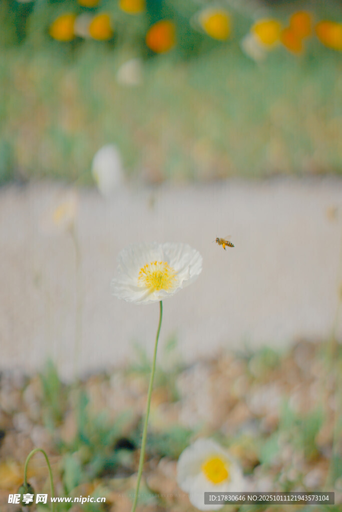雏菊旁飞舞的蜜蜂