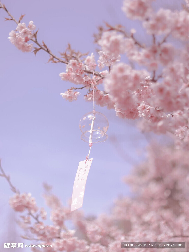 春日樱花下的祈福挂件