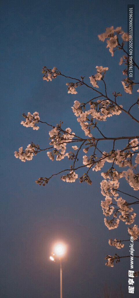 夜空下的繁花枝头
