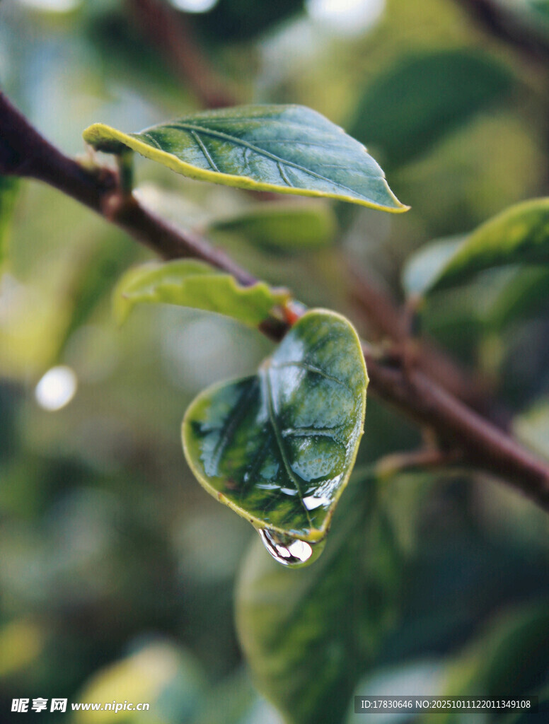 心形叶片上的晶莹水珠