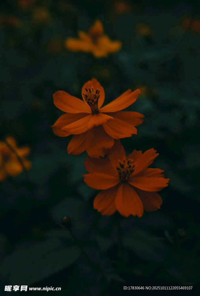 橙色花朵特写