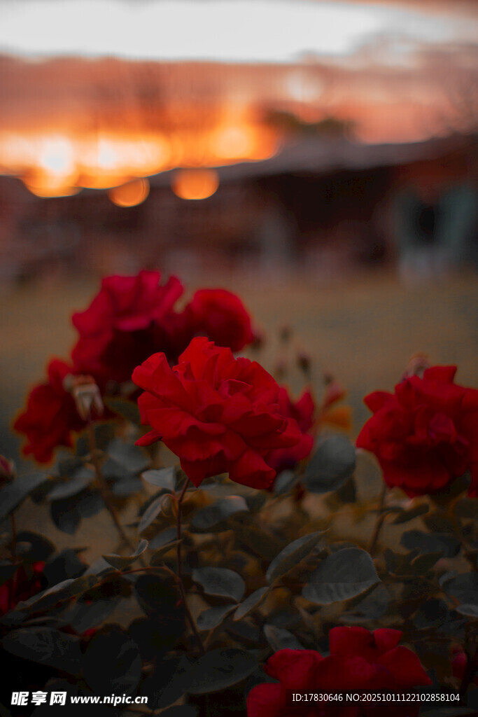夕阳下的艳丽红玫瑰