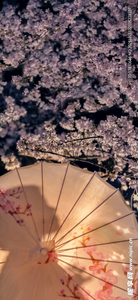 折扇樱花图