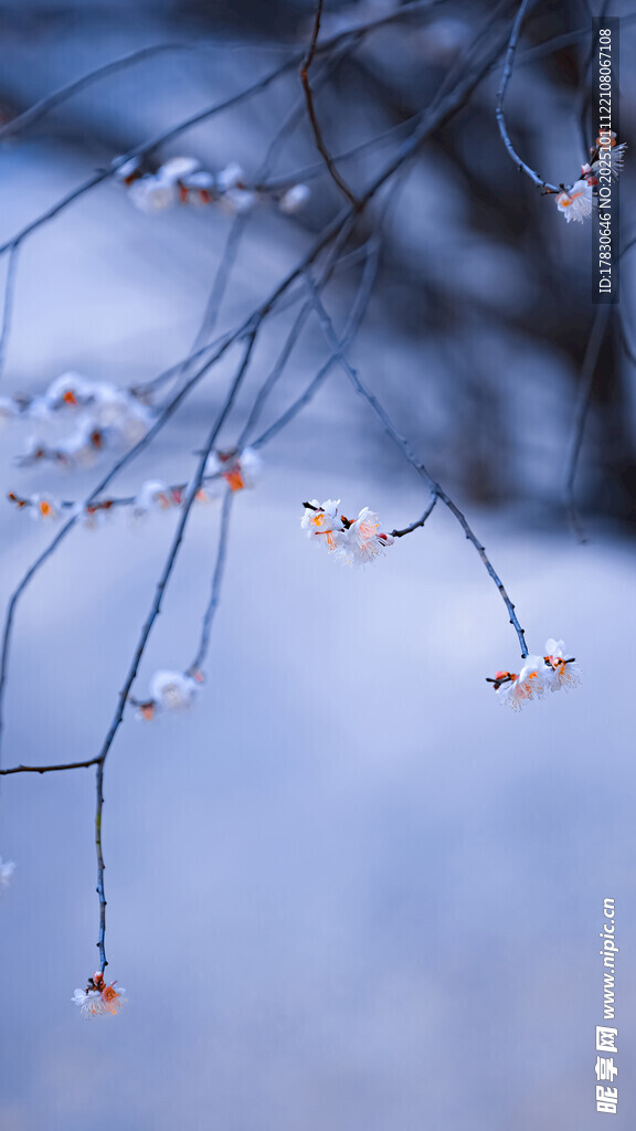 雪覆枝头的冬日景致