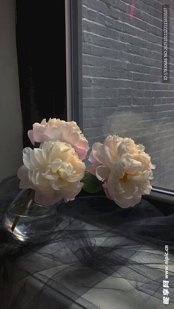 窗边绽放的柔美花朵