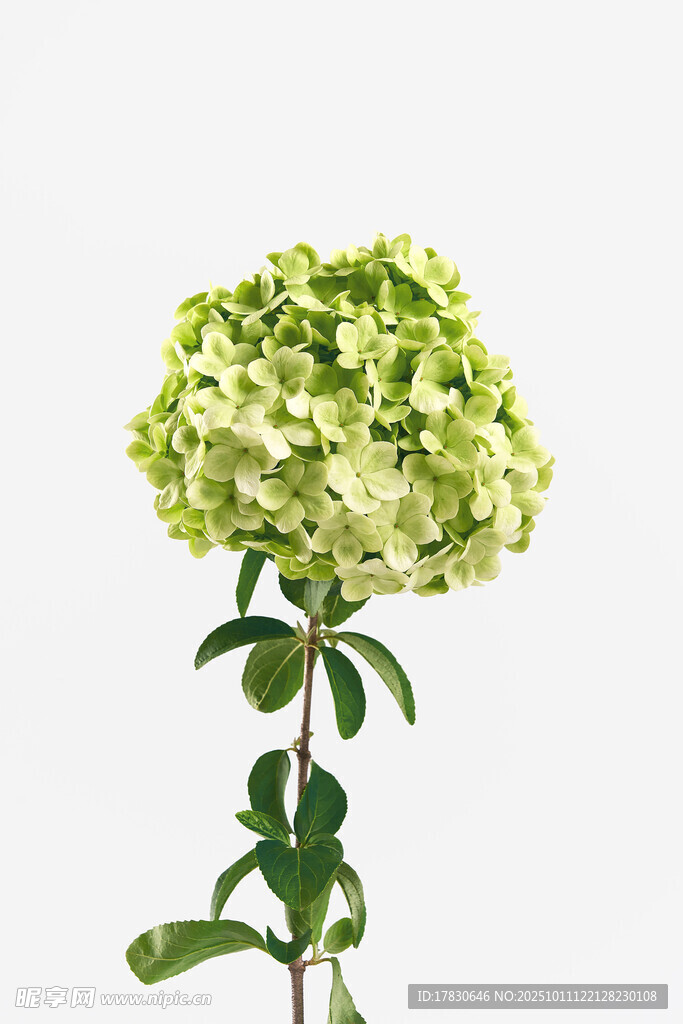清新绿色绣球花单枝特写