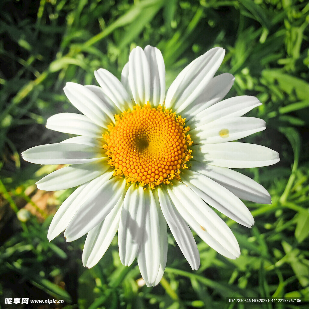 白色雏菊绽放于绿草间