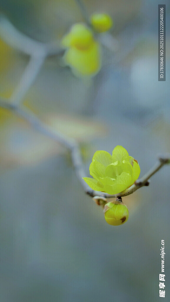 枝头嫩绿小花初绽