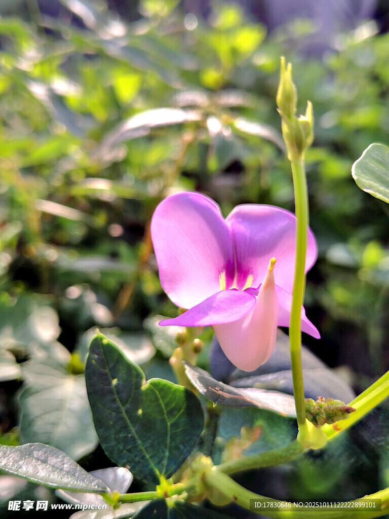 娇艳绽放的粉紫色豆科花朵