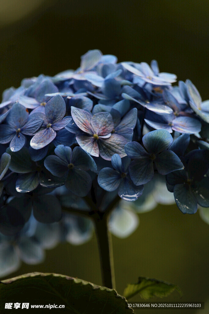 蓝色绣球花特写
