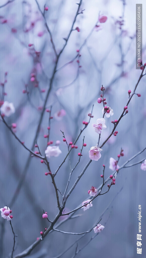 枝头绽放的粉嫩花朵