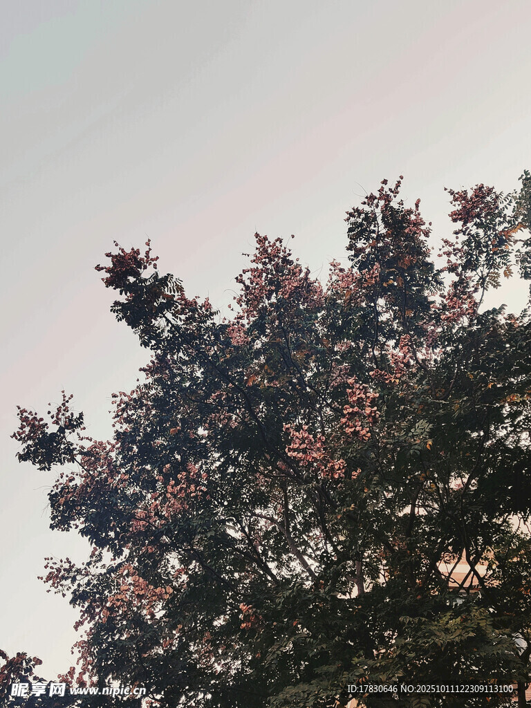 夕阳下的繁花绿树