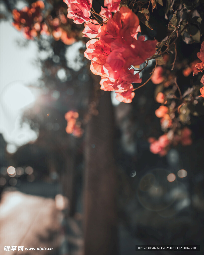 春日繁花绽放枝头
