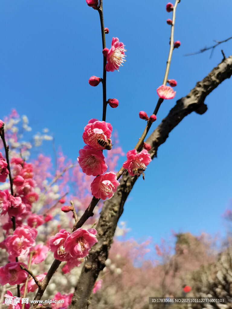 枝头绽放的娇艳粉色梅花