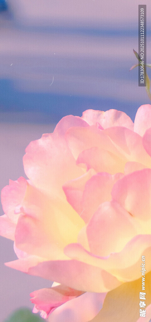 娇艳粉色花朵特写