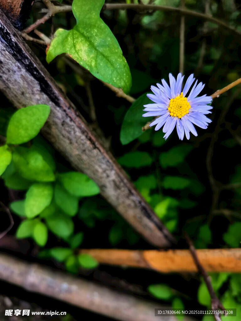 草丛中的单朵紫色小花