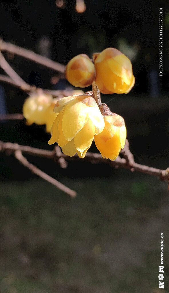 枝头黄果尽显自然之美
