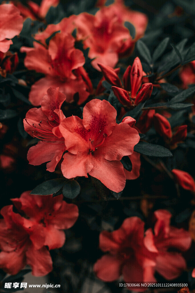 鲜艳绽放的红色杜鹃花