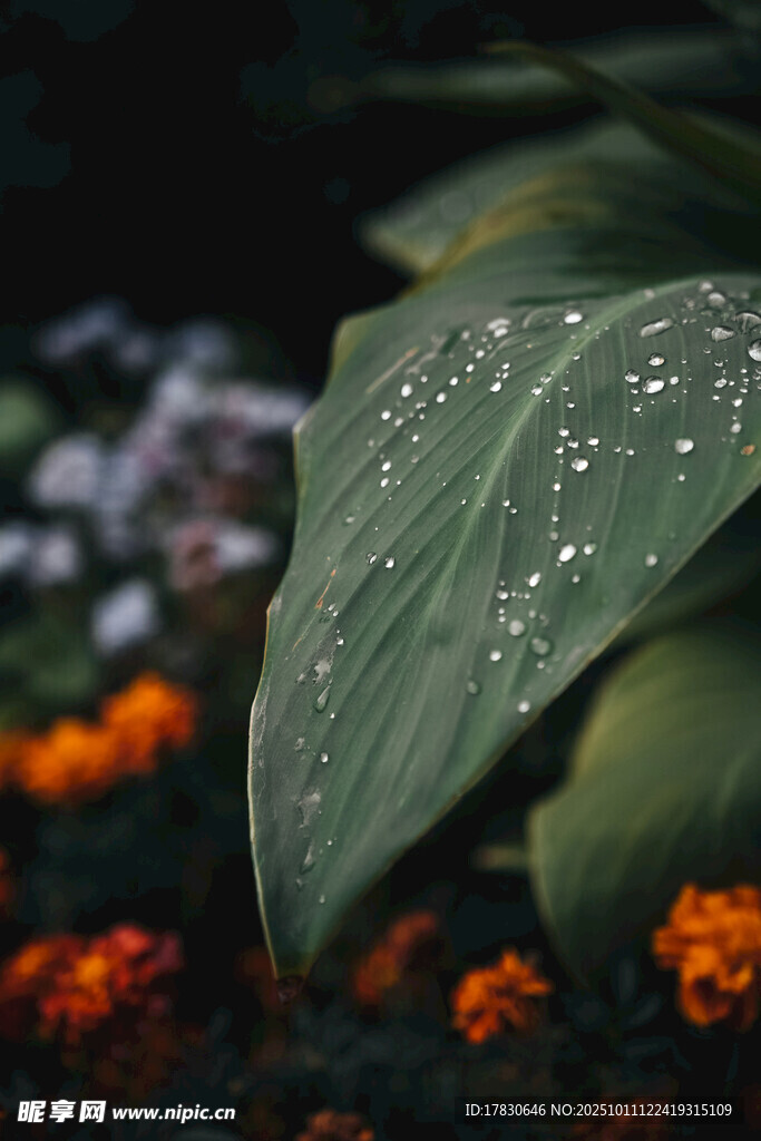 带水珠的绿叶与花卉