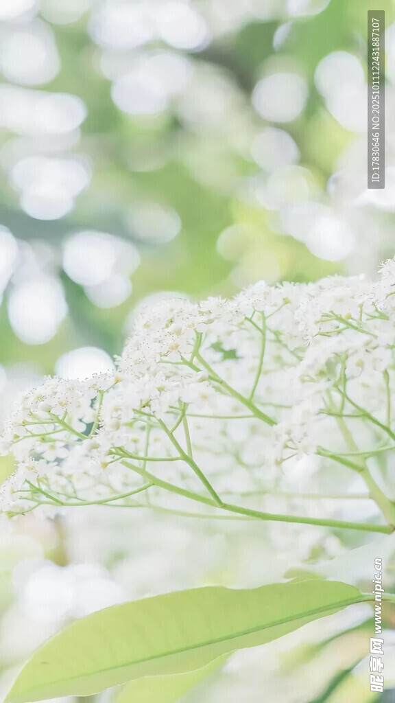 白色小花与绿叶清新景致
