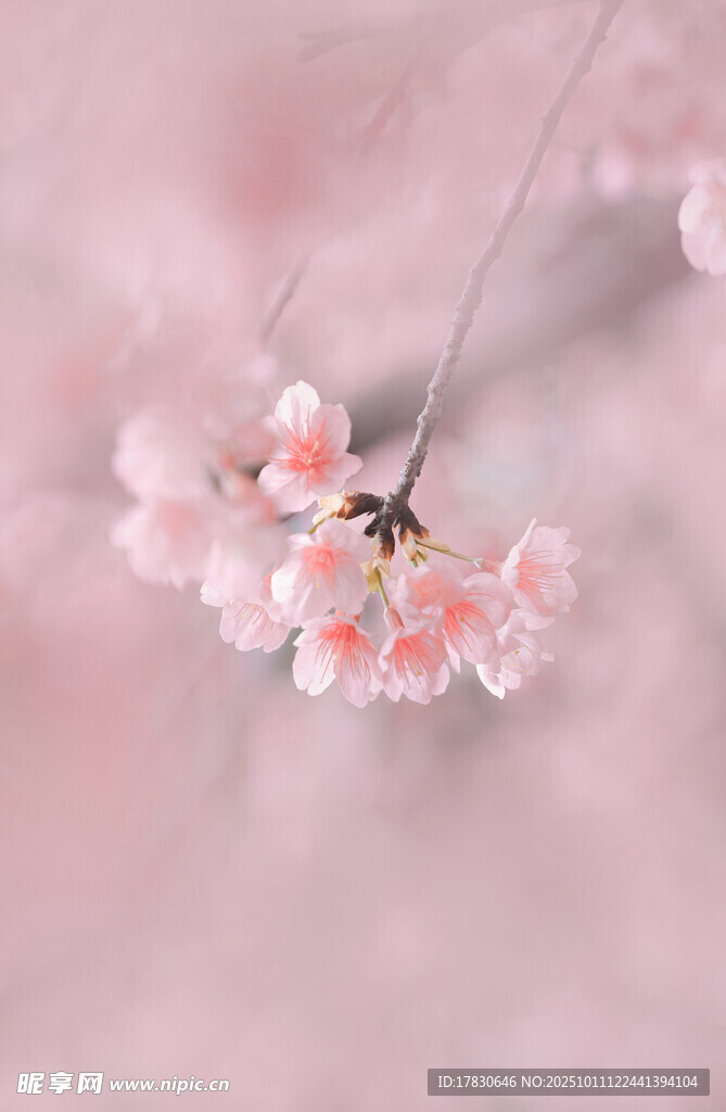 粉嫩樱花枝头绽放