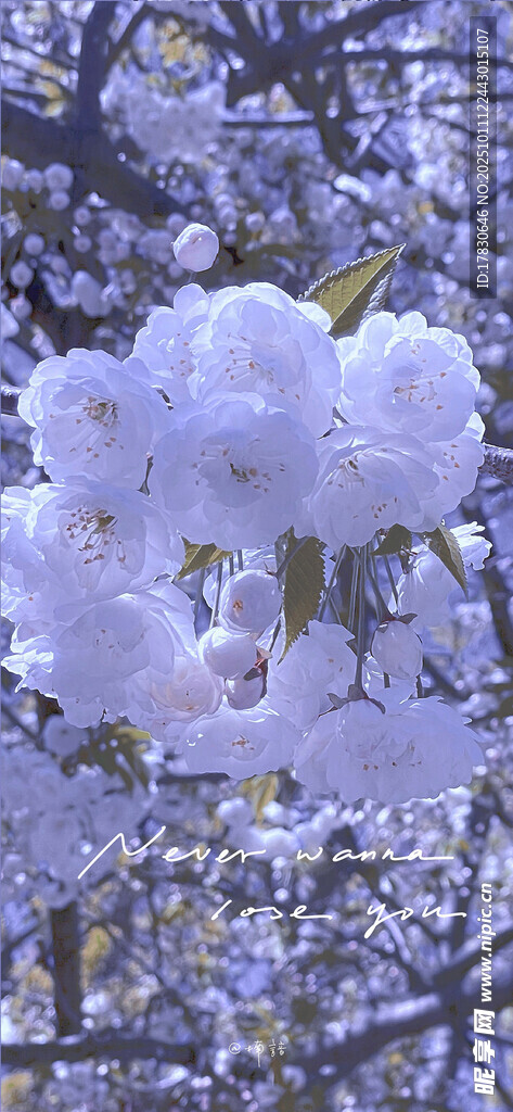 烂漫樱花绽放