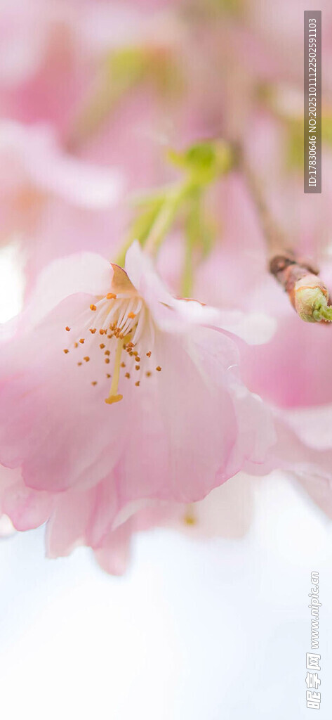粉嫩樱花绽放