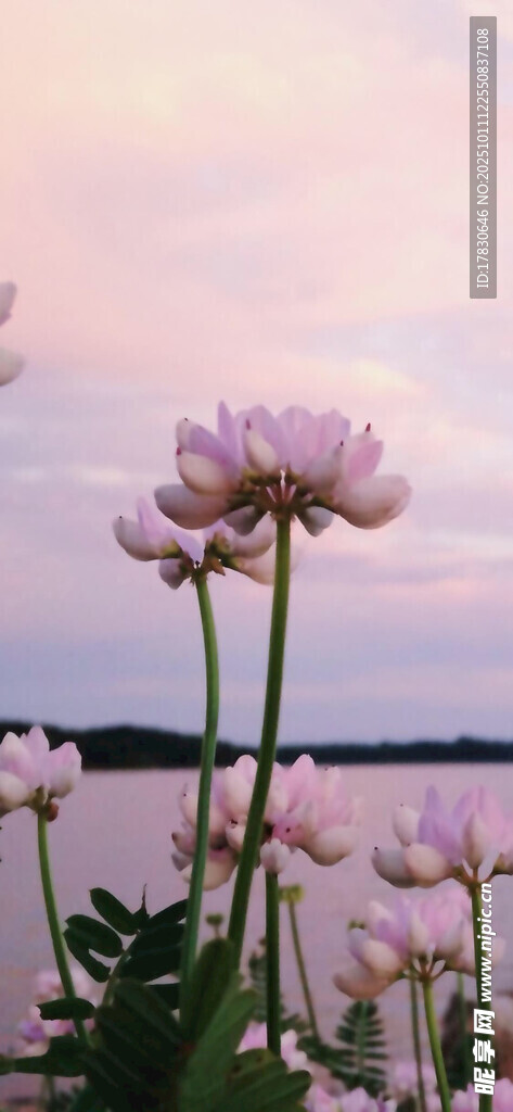 湖畔粉花绽放美景