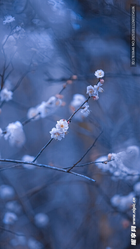 蓝调背景下的素雅花枝