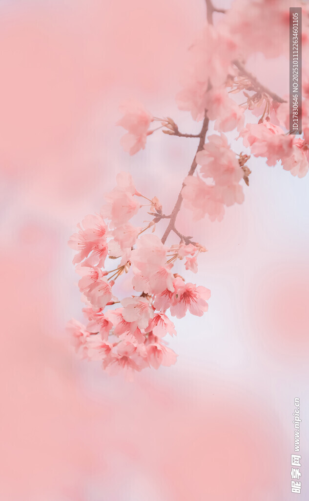 粉色樱花枝特写