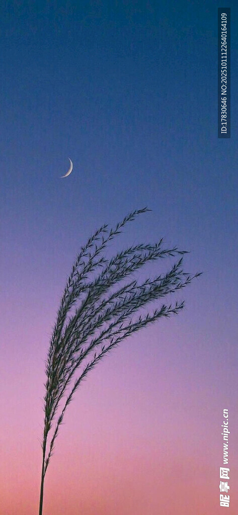 暮色中摇曳的芦苇