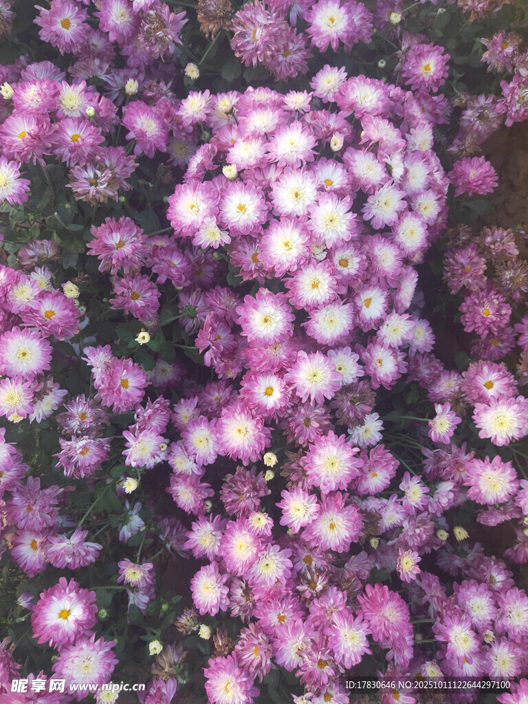 紫色繁花簇拥的美丽景致